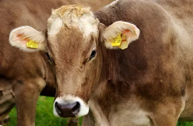 Ονειροκρίτης αγελάδα