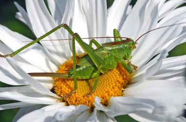 Ονειροκρίτης ακρίδα - ακρίδες (έντομα)