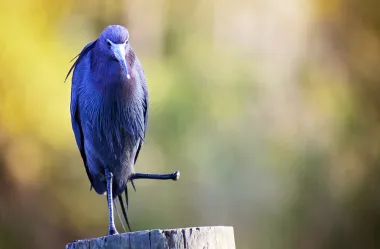 Ονειροκρίτης ακρωτηριασμός 