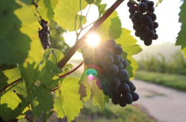 Ονειροκρίτης αμπέλι - αμπελώνας