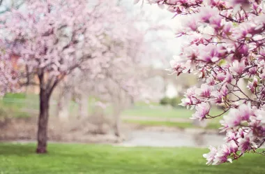 Ονειροκρίτης άνοιξη