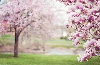 Ονειροκρίτης άνοιξη