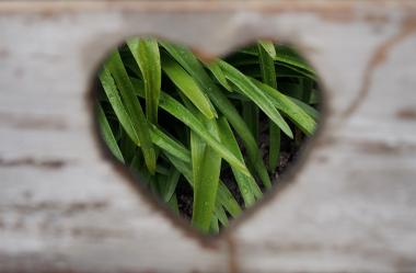 Ονειροκρίτης απουσία