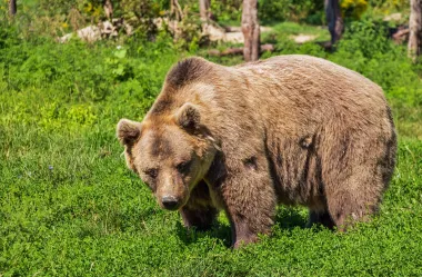 Ονειροκρίτης αρκούδα