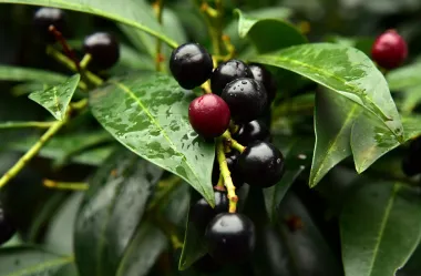 Ονειροκρίτης δάφνη