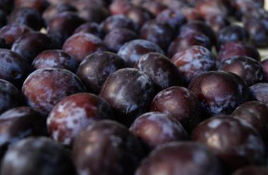 Ονειροκρίτης δαμάσκηνο - δαμάσκηνα