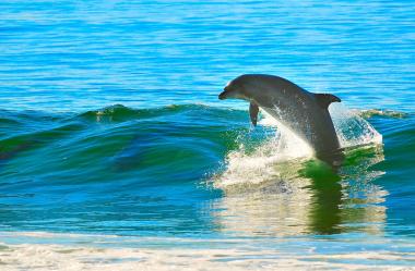 Ονειροκρίτης δελφίνι