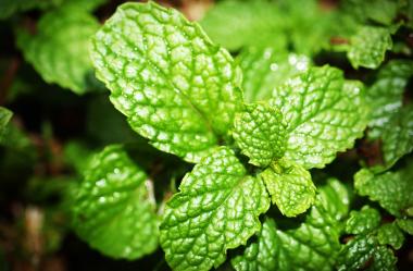 Ονειροκρίτης δυόσμος