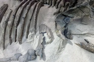 Ονειροκρίτης εκταφή