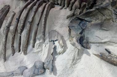 Ονειροκρίτης εκταφή