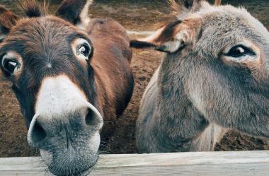Ονειροκρίτης γκάρισμα γαϊδάρου