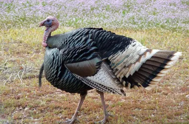 Ονειροκρίτης γαλοπούλα