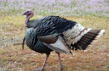 Ονειροκρίτης γαλοπούλα