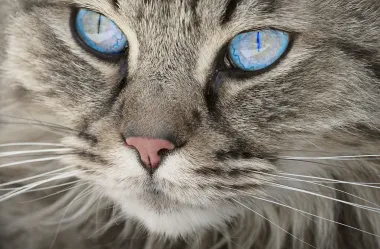 Ονειροκρίτης γάτα