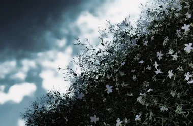  Ονειροκρίτης γιασεμί