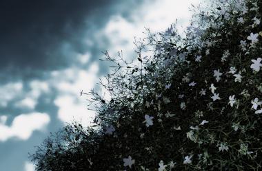  Ονειροκρίτης γιασεμί