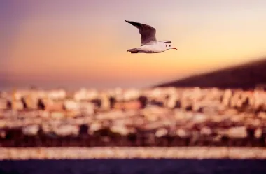 Ονειροκρίτης γλάρος (θαλασσοπούλια)