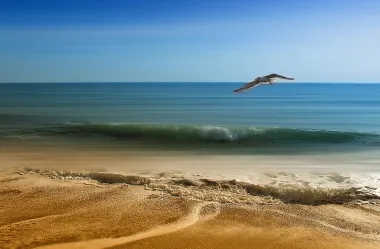 Ονειροκρίτης γλάρος