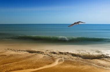 Ονειροκρίτης γλάρος