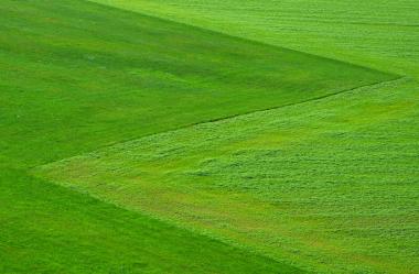 Ονειροκρίτης γκαζόν - χορτάρι