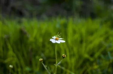 Ονειροκρίτης γρύλος έντομο