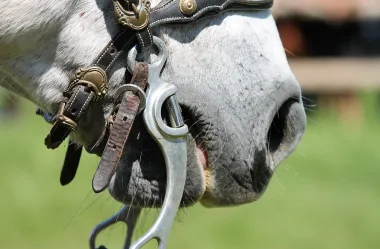 Γκέμια - ηνία