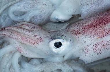 Ονειροκρίτης καλαμάρι