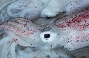 Ονειροκρίτης καλαμάρι