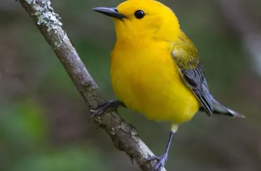 Ονειροκρίτης καναρίνι