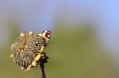 Ονειροκρίτης καρδερίνα