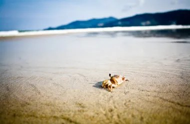 Ονειροκρίτης καβούρι