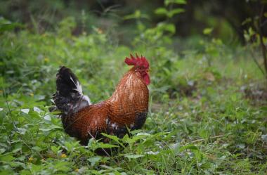 Ονειροκρίτης κόκορας