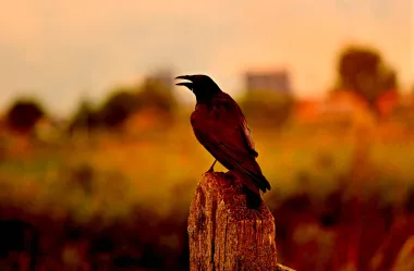 Ονειροκρίτης κόρακας - κοράκι