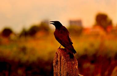Ονειροκρίτης κόρακας - κοράκι