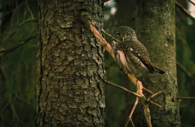 Ονειροκρίτης κουκουβάγια