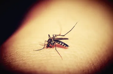 Ονειροκρίτης κουνούπι - κουνούπια