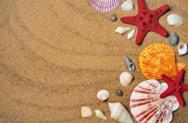 Ονειροκρίτης κοχύλια