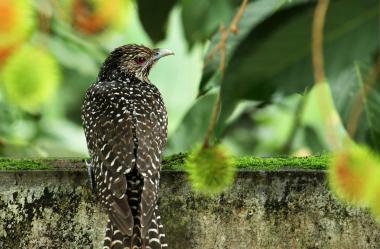Ονειροκρίτης κούκος