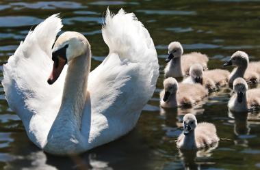 Ονειροκρίτης κύκνος