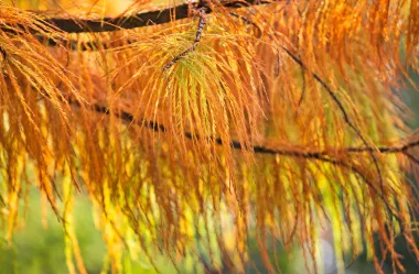 Ονειροκρίτης κυπαρίσσι