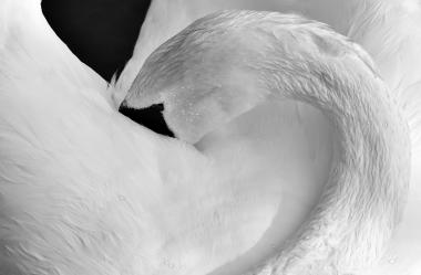 Ονειροκρίτης λαιμός