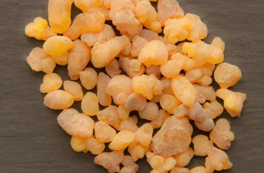 Ονειροκρίτης λιβάνι