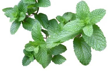 Ονειροκρίτης μέντα