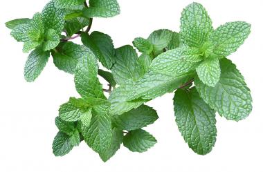 Ονειροκρίτης μέντα