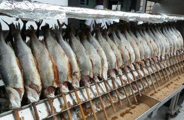 Ονειροκρίτης μπακαλιάρος - γαλέος