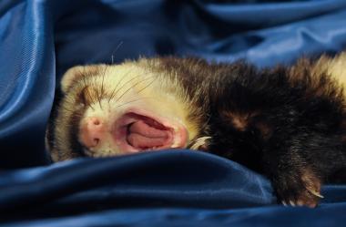 Ονειροκρίτης νυφίτσα