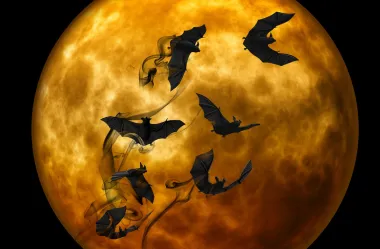 Ονειροκρίτης νυχτερίδα