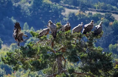 Ονειροκρίτης όρνιο - όρνεο