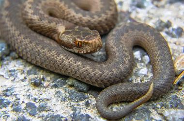 Ονειροκρίτης οχιά - φίδι