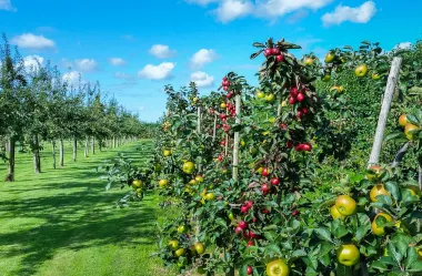 Ονειροκρίτης περιβόλι